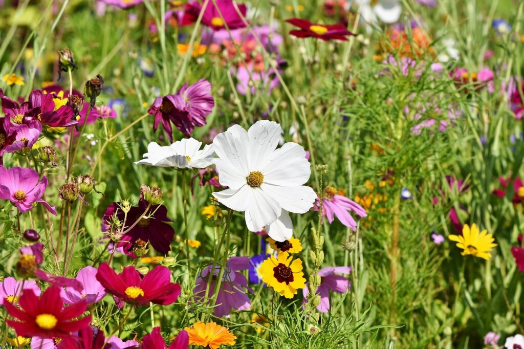 fleurs sauvage