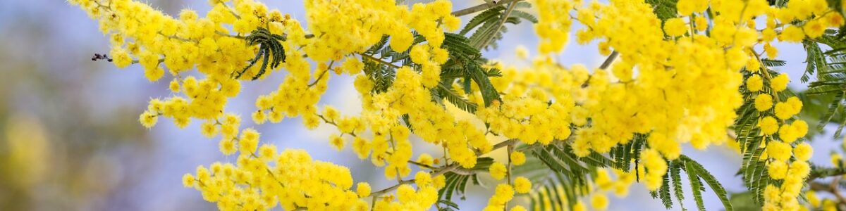 mimosa mimosa