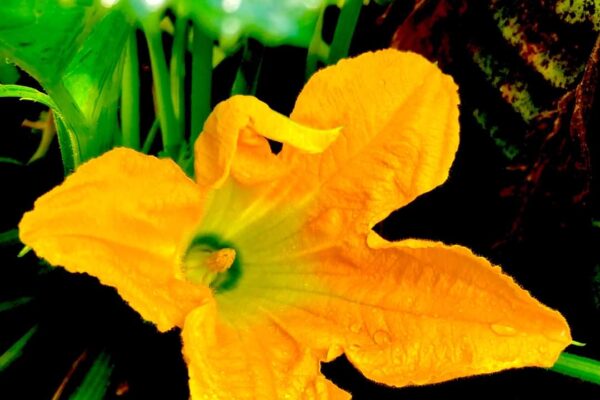 fleurs 2 fleurs 2