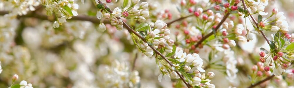 fleurs blanche fleurs blanche